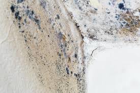 Best Mold Prevention Services  in North Massapequa, NY